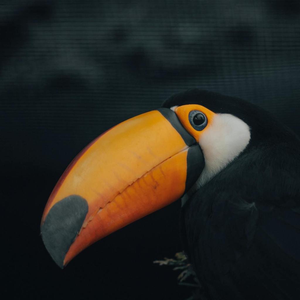 LIGJI I XHUNGLËS: NJË HISTORI E&nbsp;NJOHUR