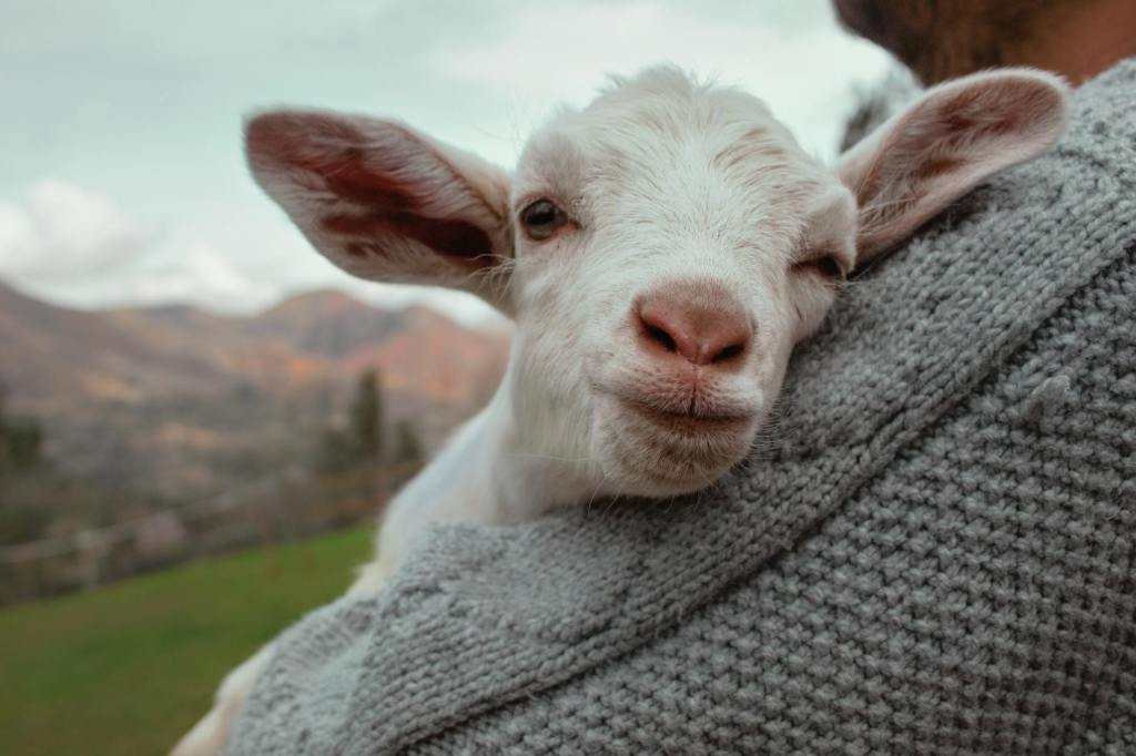 SUBVENCIONIMI I VUAJTJES